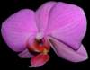 orchideafuxia03_small.jpg